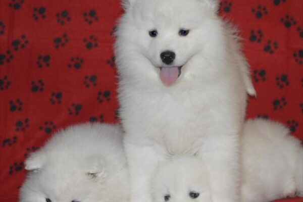 Top 7 Reasons Samoyed Dogs Make the Best Companions