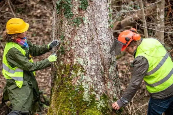 emergency tree removal