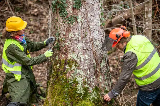 emergency tree removal