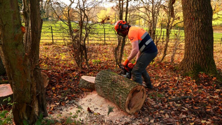 Tree Surgeon in Swindon