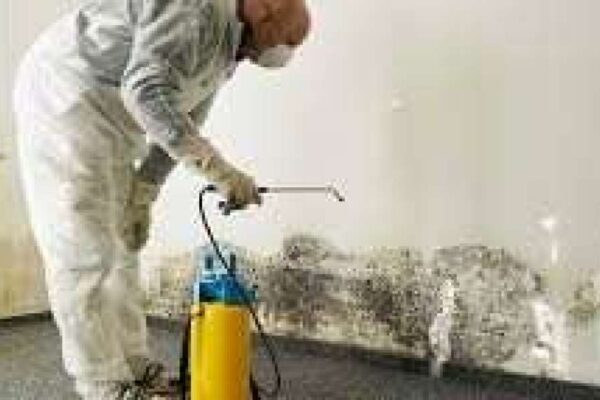 How to Deal with Mold in Your Home Before It Becomes a Serious Problem Mold