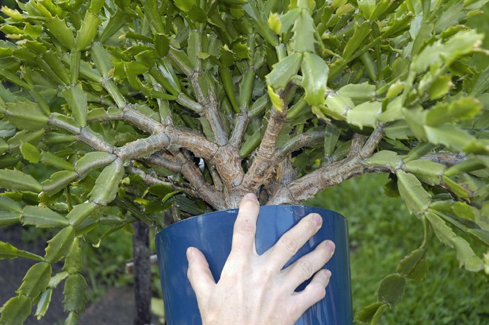 cactus trimming