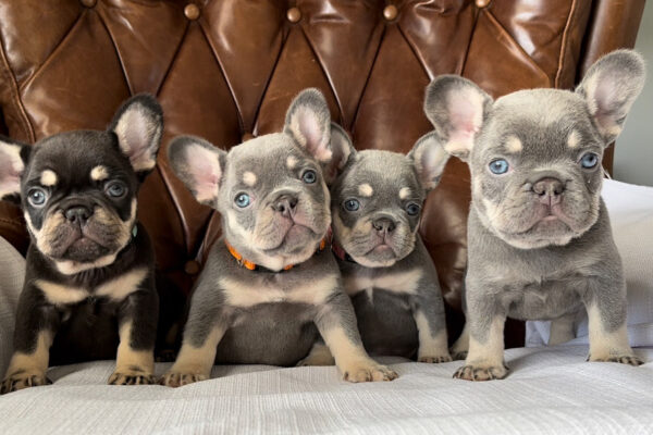 Top Signs of a Reputable French Bulldog Breeder French Bulldog Breeder