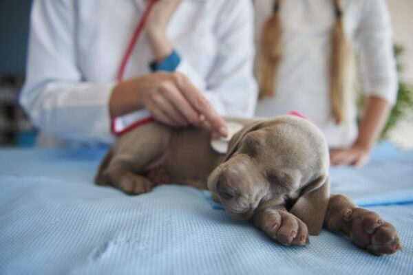 When Cancer Becomes an Emergency: What Pet Owners Need to Know Pet Owners